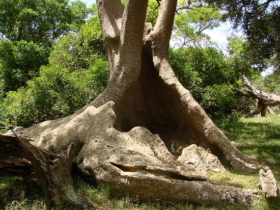 Monte de los umbues 2.jpg